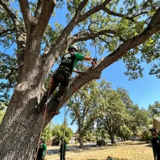 Certified arborist climbing a Atlanta oak tree with chainsaw