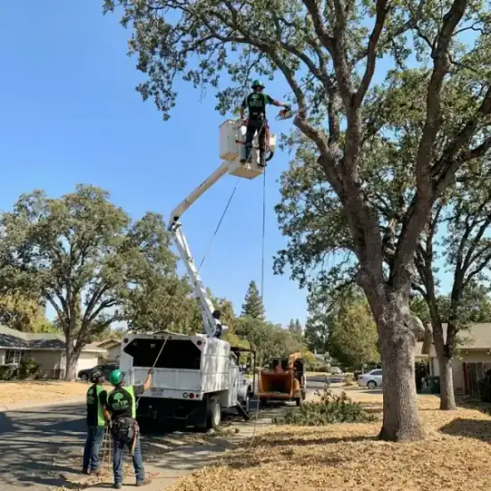 Bucket truck trimming a large oak tree in Atlanta